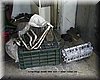 Carina,m16.JPG